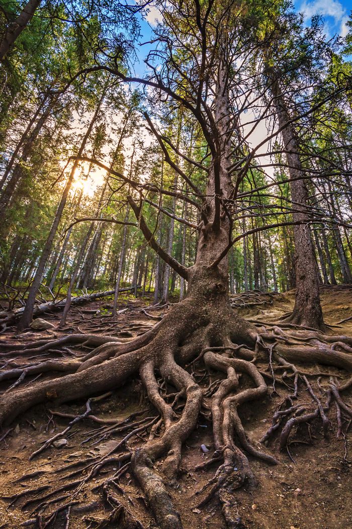 Majestic tree with sprawling roots in a sunlit forest in Cochrane, Alberta, Canada.